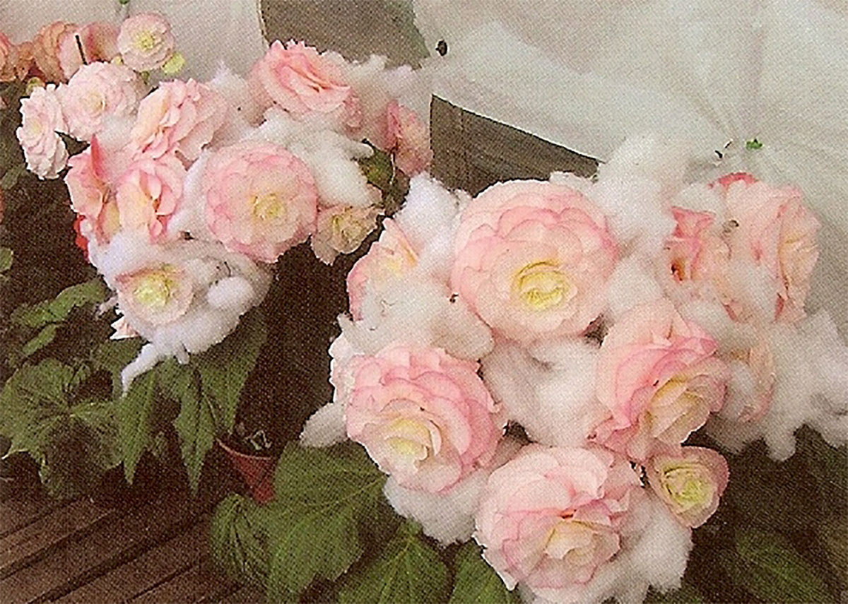 B. ‘Ziggy’